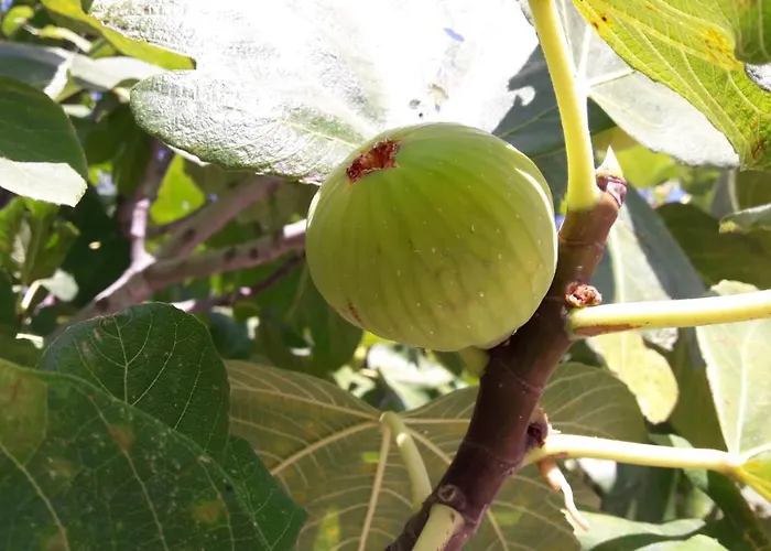 Kaminakia Adults Only